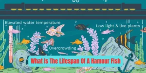 What Is The Lifespan Of A Hamour Fish