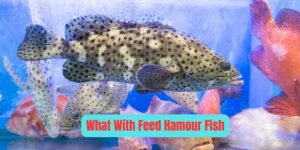 What With Feed Hamour Fish