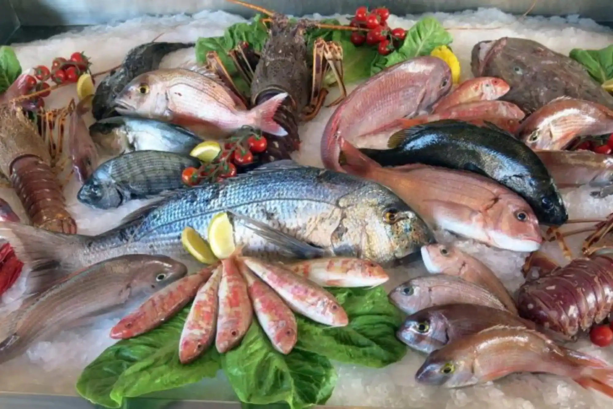 Everything You Need to Know About Hamour Fish Nutrition