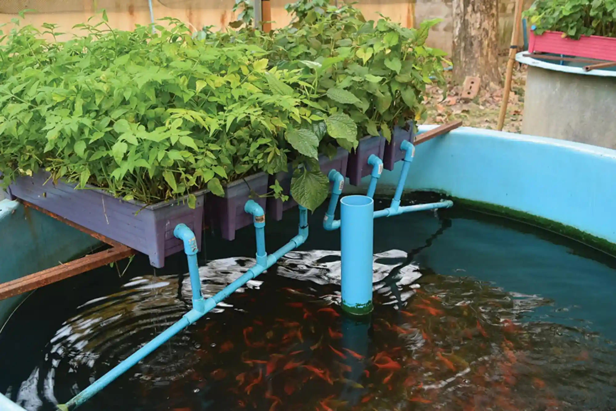 Most Effective Koi Feeding Methods for Healthy Growth