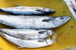 Pros and Cons of Buying from United King Fish in Dubai