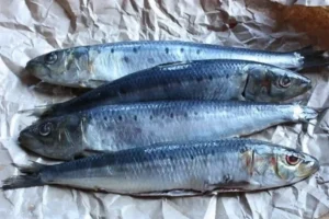 Shocking Facts About Sardine Fish You Must Know Before You Buy