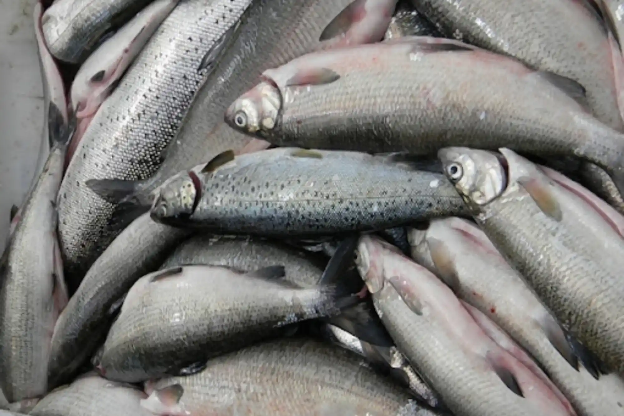 Bombay Duch Fish in Dubai: Safety Tips Before You Buy or Eat