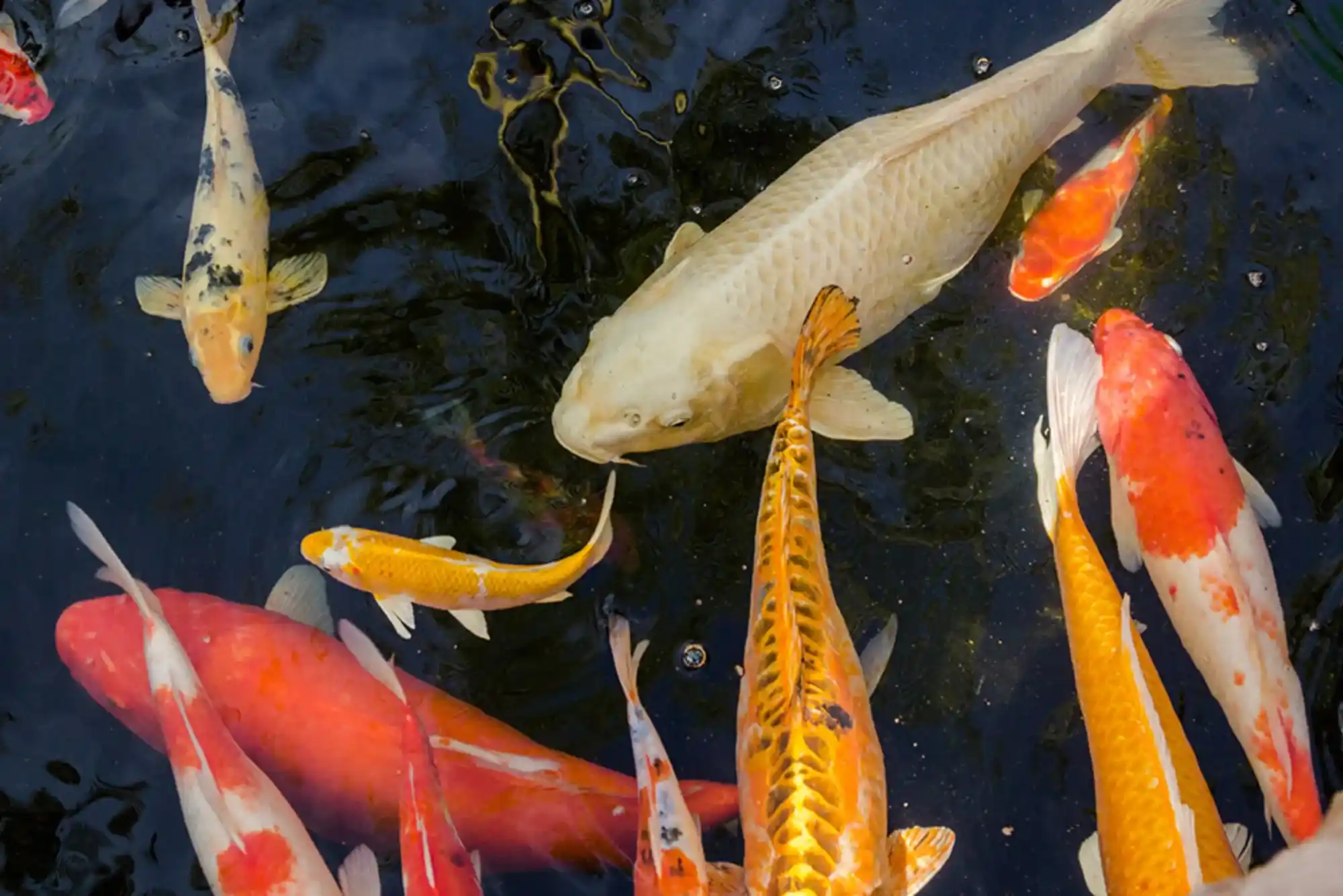 How to Identify Premium Quality United Betta Fish Dubai Markets