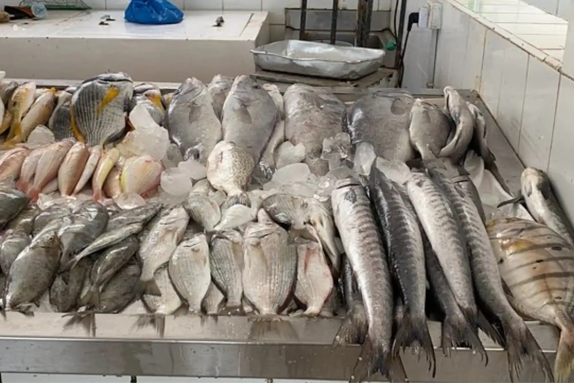 United Fish Dubai vs Ajman Fish Market: A Seafood Showdown